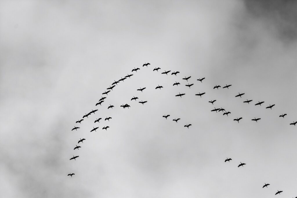 Bandada de aves migratorias en el Alto Tajo. Foto: Diego Juste