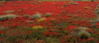Hierbas en la parcela de Emilio Barco en Alcanadre (La Rioja)