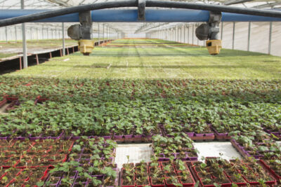 Un moderno vivero en el sur de la Comunidad de Madrid.