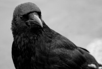 Raven. La Pulgarcita Cuervo. Creative commons