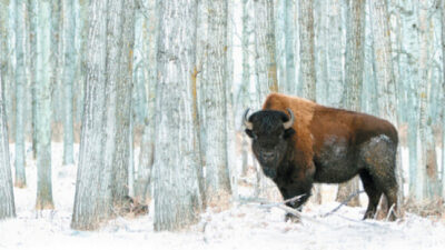 Portada de Butcher's Crossing