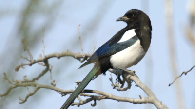 Urraca. Ferran Pestaña. Creative commons