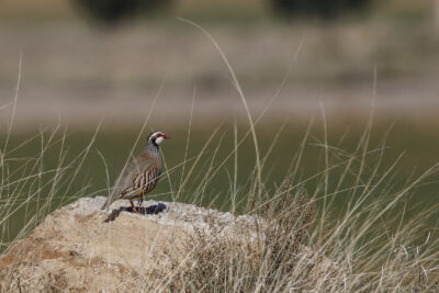 Perdiz roja. José Manuel Armengod. Creative commons