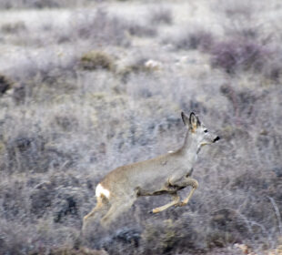 Corzo. Autor: José Ibáñez. Creative commons