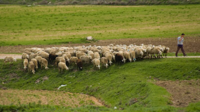 Un joven pastorea su rebaño en Yebra (Guadalajara). Foto: EDR