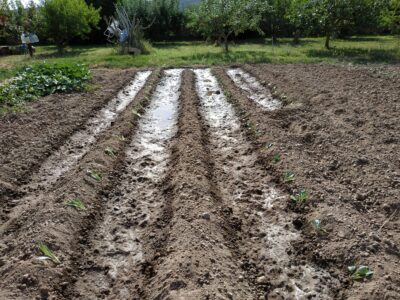 Huerta en la ribera del Ebro, en Alcanadre (La Rioja)