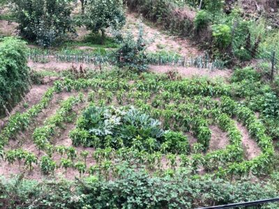 Huerta, en Alcanadre