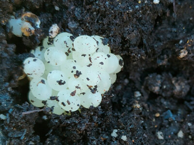 Una puesta de caracoles en la huerta.