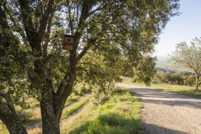Jaula nido en un árbol, en Paniza (Zaragoza).