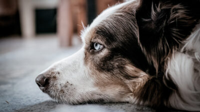Anthony the Border Collie. Autor: Unbunt. Creative commons