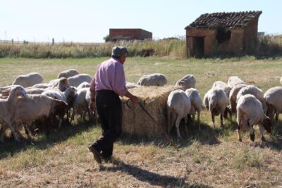 Un hombre mayor junto a un rebaño de ovejas. Autor: Joaquín Terán.