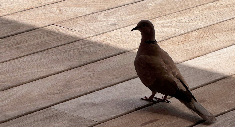 Una tórtola turca, sobre un suelo de madera. Autor: Diego Juste.