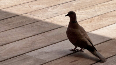 Una tórtola turca, sobre un suelo de madera. Autor: Diego Juste.