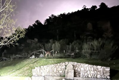 Cérvidos en el Valle de Iruelas_Elena Conesa