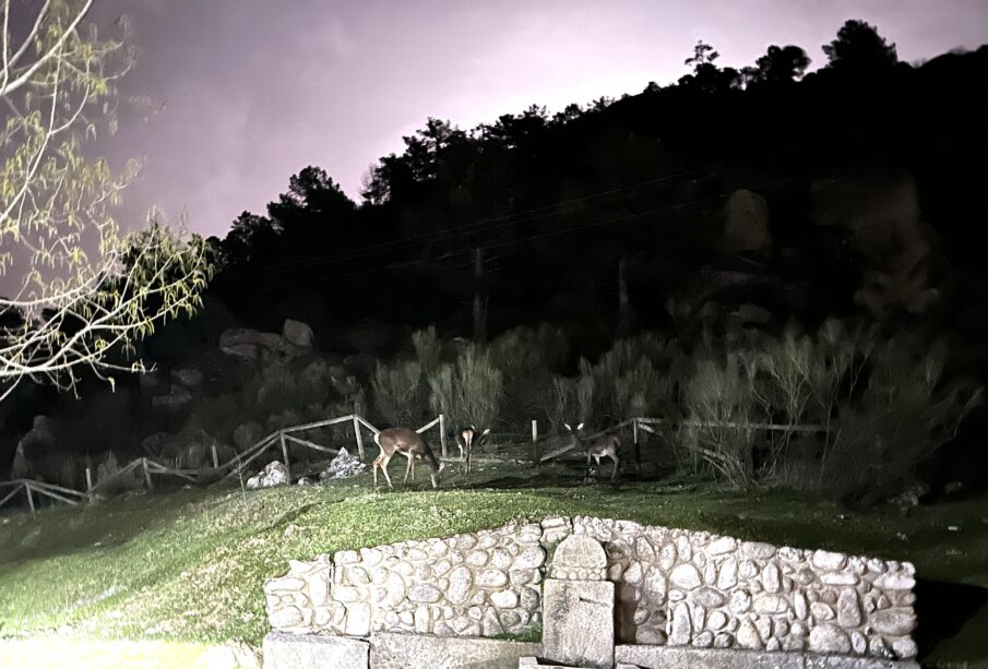 Cérvidos en el Valle de Iruelas_Elena Conesa