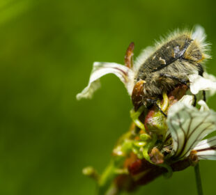 Insecto polinizador en un campo en Anchuelo (Madrid). Foto: Diego Juste