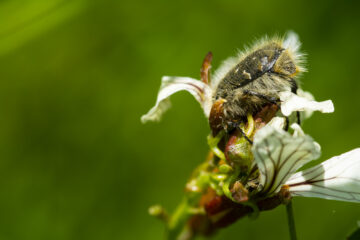 Insecto polinizador en un campo en Anchuelo (Madrid). Foto: Diego Juste