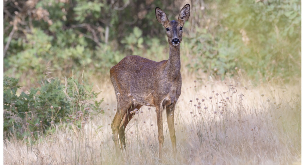 Corzo. Ignacio Ferre Pérez. Creative commons