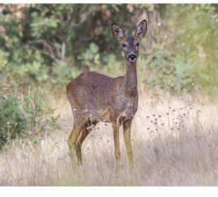 Corzo. Ignacio Ferre Pérez. Creative commons