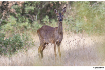 Corzo. Ignacio Ferre Pérez. Creative commons